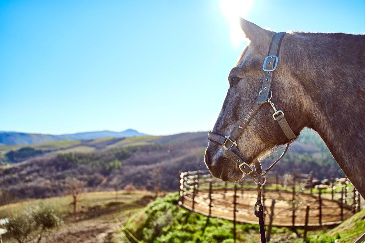 Az.agr. Il Cavalleggero Alloggio per agriturismo *